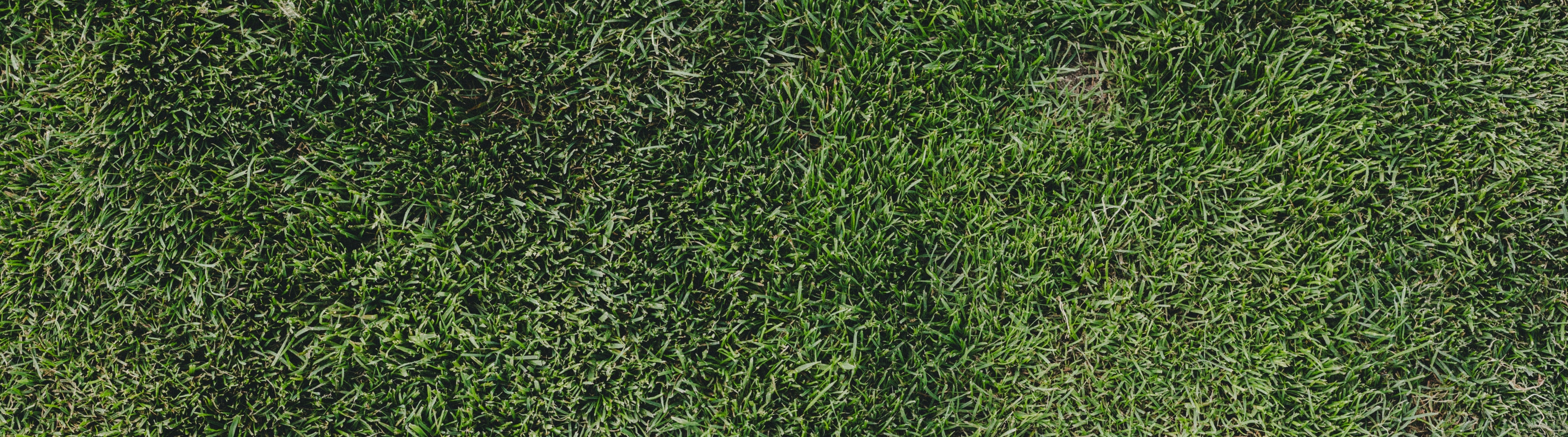 Three golf clubs lying on a grassy surface